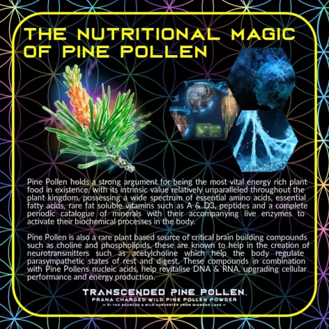 TRANSCENDED PINE POLLEN -100g (Primal Alchemy)