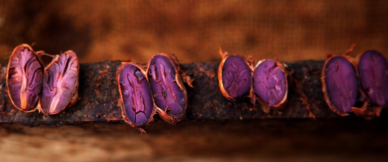 Fialové kakaové boby.