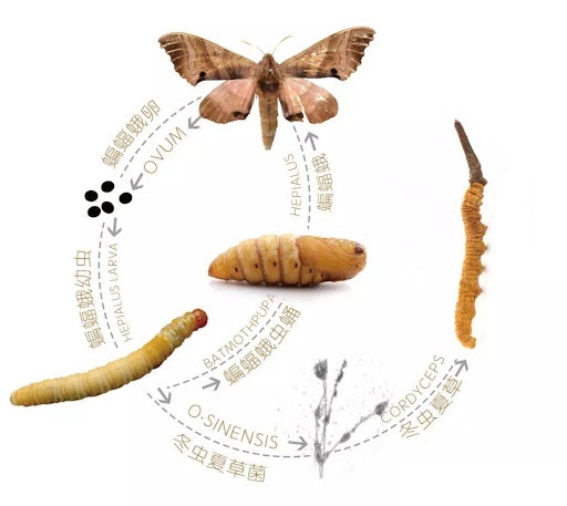 Cordyceps sinensis a její cyklus.
