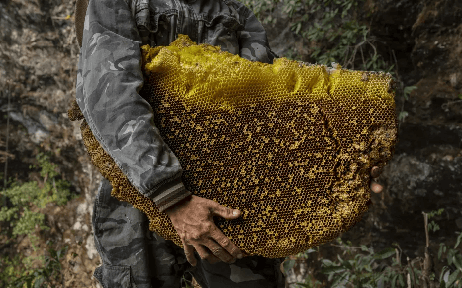 divoká ambrosia divokými včelami fermentovaný plastový pyl květový himalájský fermentovaný včelí pyl divokých defenzivních včel z indie