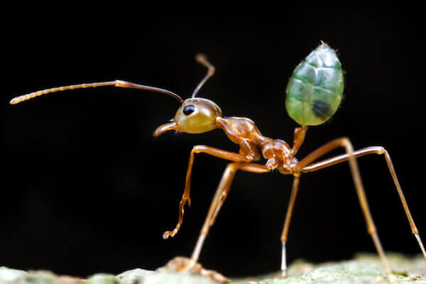 Zeleny mravenec