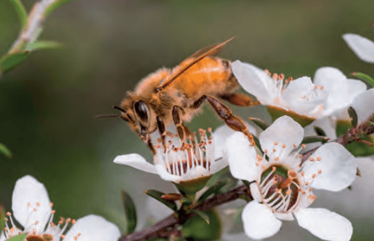 Včely med