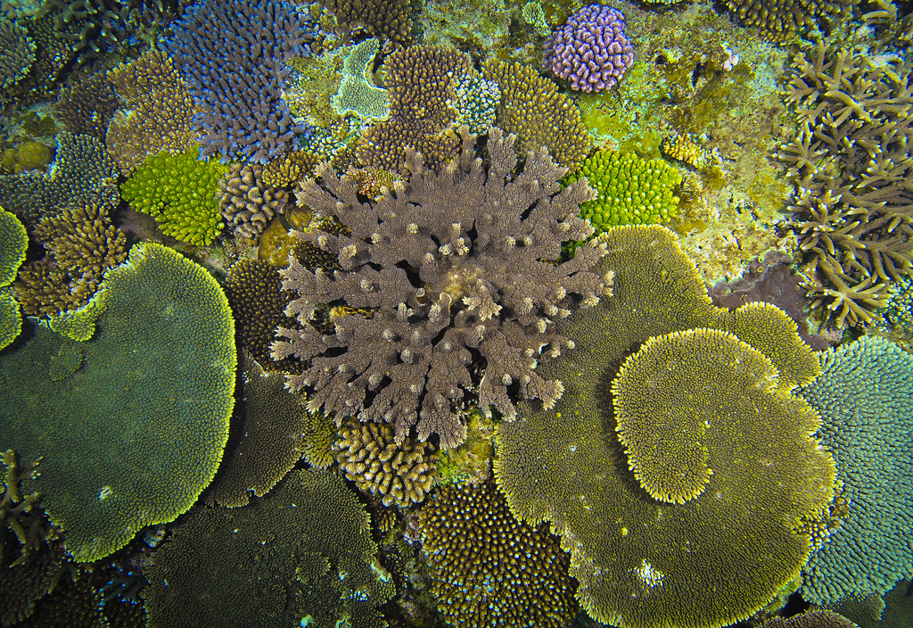 Okinavské korály.
