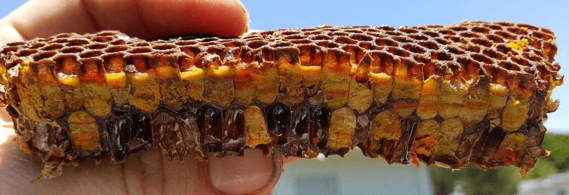 divoká ambrosia divokými včelami fermentovaný plastový pyl květový himalájský fermentovaný včelí pyl divokých defenzivních včel z indie