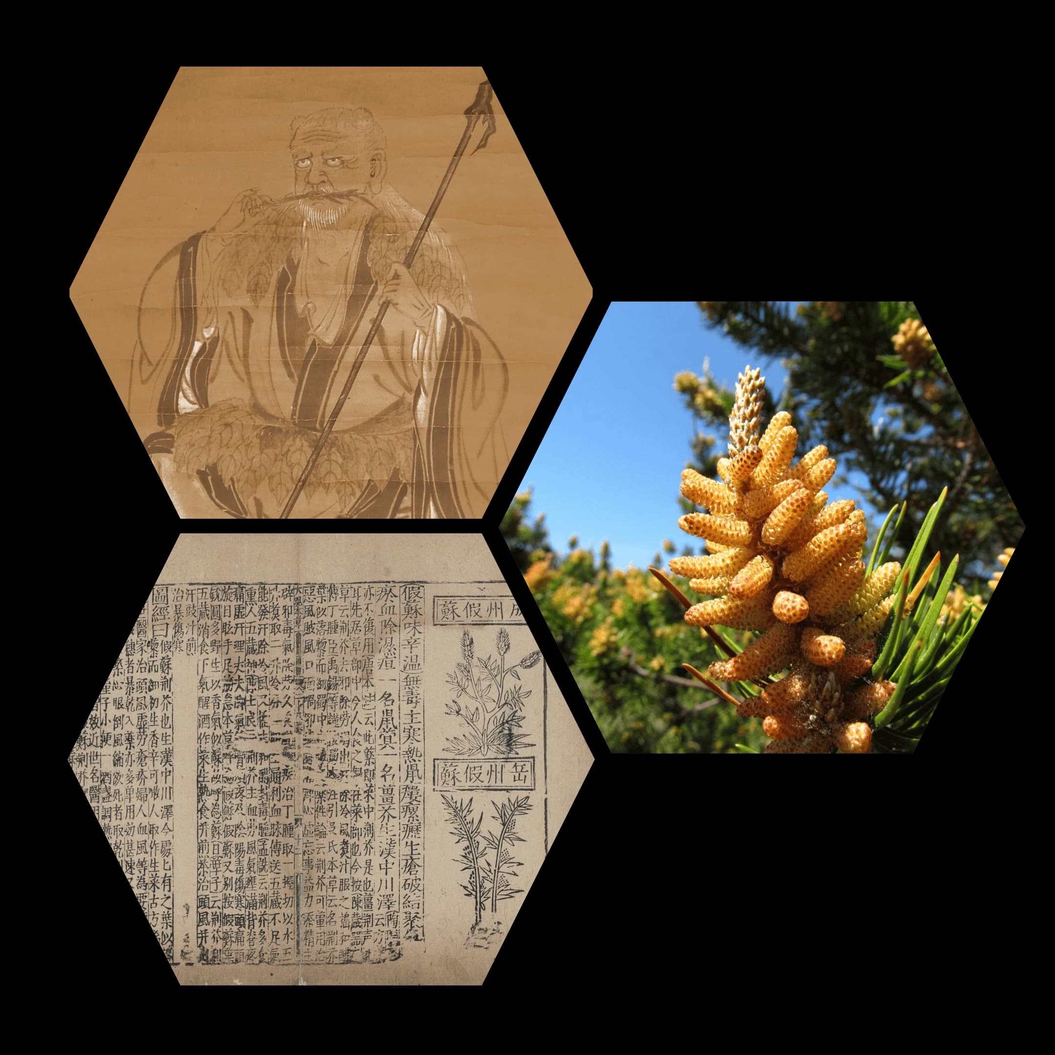 Pine pollen history