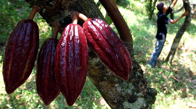 Red java kakaové boby