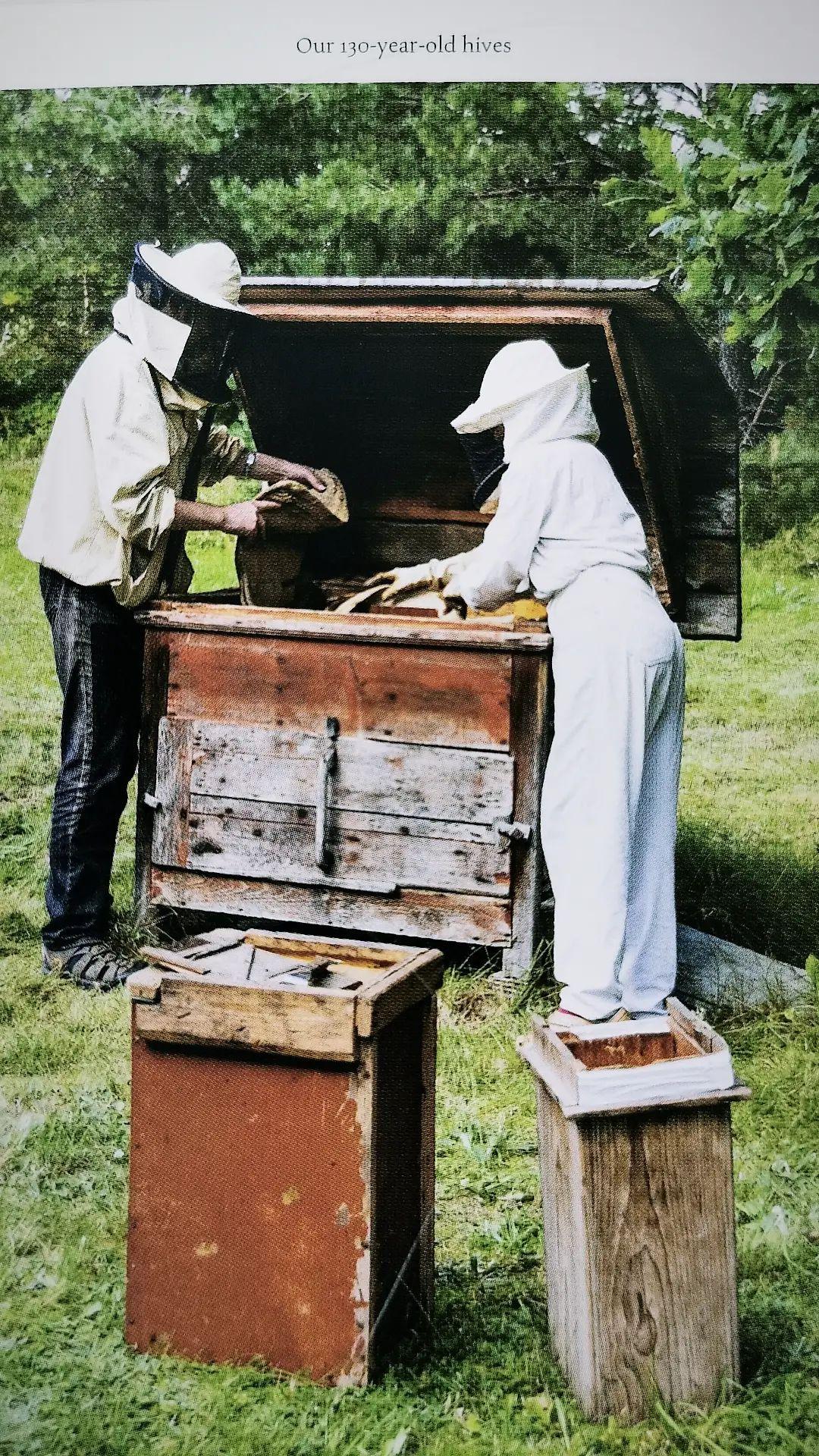 Včelí úly Naive Litva.